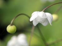 Really attractive waxy flowers hang pendulously